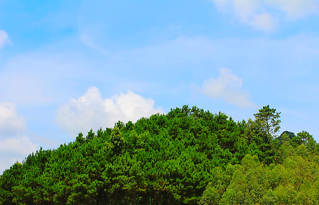 포토 JPG 해외이미지 나무 식물 도로 길 낙엽 잎 자연 아침 풍경 사람없음 초록색 태양 환경 침묵 안개 성장 시골 소나무 숲 베트남 뿌리 장면 지역 침엽수 굴곡 해외202004 해외포토 주간 자연요소 컬러 교통시설 날씨 동남아시아 소리 생태계 파일형식 이미지허브