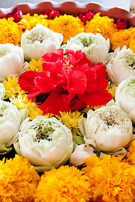 포토 JPG 해외이미지 식물 꽃 사람없음 빨간색 노란색 개화 열대기후 히비스커스 세련 해외202004 해외포토 컬러 파일형식 이미지허브