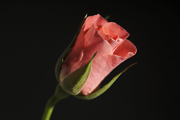 포토 JPG 해외이미지 식물 꽃잎 꽃 백그라운드 잎 꽃무늬 자연 발렌타인데이 사랑 사람없음 빨간색 장미 검은색 벚꽃 신선 심볼 해외202004 해외포토 감정 컬러 무늬 데이이벤트 생태계 파일형식 이미지허브