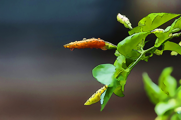 포토 JPG 해외이미지 나무 식물 음식 잎 농업 채소 오렌지 과일 일러스트 재료 태국 자연 고추 건강 씨앗 사람없음 빨간색 초록색 물 농장 노란색 정원 맑음 수확 성장 물방울 신선 뜨거움 맛 떨어짐 허브 향신료 유기농 원예 매움 날것 후추 내추럴 밭일 살사댄스 오리지널 태국음식 해외202004 해외포토 자연요소 웰빙 산업 아시아 컬러 컨셉 날씨 취미 춤 생태계 동양음식 향미료 파일형식 이미지허브