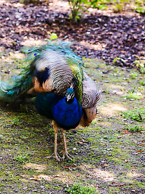 포토 JPG 해외이미지 동물 1 남자 야생동물 백그라운드 패턴 자연 조류 성인 사람없음 초록색 파란색 컬러풀 우주 활발 우아함 닫기 공작 깃털 묘사 흔들림 꼬리 내추럴 떨림 해외202004 해외포토 컬러 컨셉 무늬 모션 사람 생태계 파일형식 이미지허브