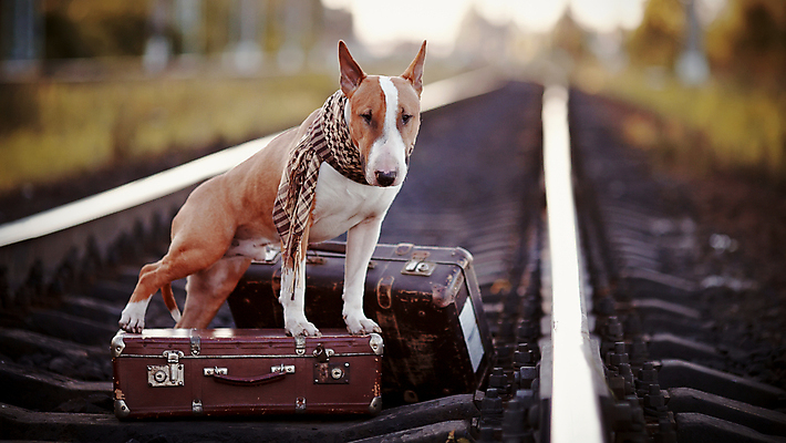 포토 JPG 해외이미지 동물 척추동물 도로 여행 컨셉 가방 포유류 교통시설 모션 사람없음 반려동물 여행객 여행가방 목도리 짐 용기 기다림 좌절 선택 개 강아지 보호 테리어 복고 근육질 불독 송곳니 구식 방법 신앙심 옛날 해외202004 해외포토 그릇 잡화 감정 길 교통 근육 사람 치아 몸매 시설 파일형식 이미지허브