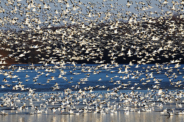 포토 JPG 해외이미지 동물 호수 야생동물 이동 겨울 날개 모션 자연 조류 하늘 사람없음 야외 물 파란색 봄 흰색 시골 그룹 우아함 군중 속도 사냥 물새 철새 수유 해외202004 해외포토 자연요소 계절 컬러 컨셉 사람 생태계 파일형식 이미지허브