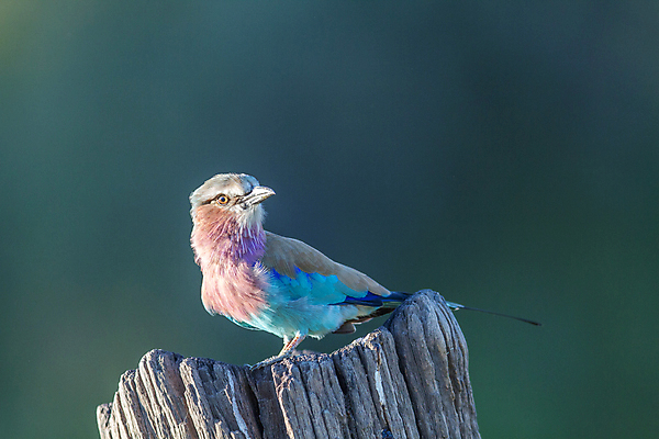 포토 JPG 해외이미지 동물 공원 야생동물 여행 아프리카 자연 조류 사람없음 야외 파란색 컬러풀 나뭇가지 사파리 깃털 롤러 라일락 남쪽 남아프리카 동물상 보츠와나 전국 해외202004 해외포토 나무 공공시설 꽃 나라 컬러 조형물 방향 생태계 파일형식 이미지허브