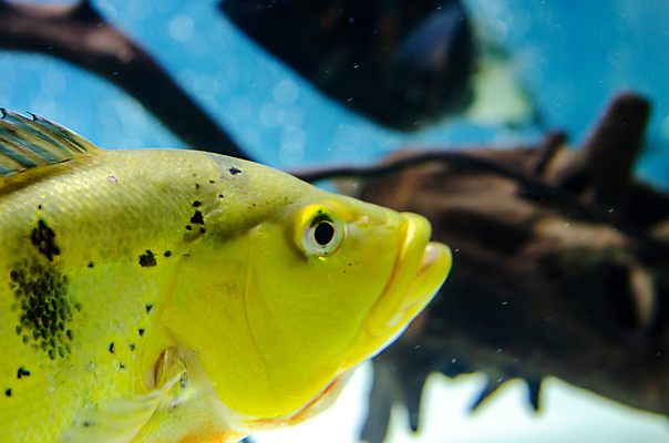포토 JPG 해외이미지 동물 호수 야생동물 바다 나비 백그라운드 자연 낚시 어류 사람없음 초록색 물 강 컬러풀 노란색 검은색 수중 수영 미국 물방울 신선 황금 공작 큼 먹기 탱크 수족관 사냥꾼 브라질 남쪽 내추럴 민물 베이스 이국적 해외202004 해외포토 자연요소 직업 컬러 곤충 북아메리카 모션 조류 현악기 레저 수중동물 수상스포츠 남아메리카 크기 방향 생태계 파일형식 이미지허브