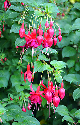 포토 JPG 해외이미지 식물 꽃잎 꽃 분홍색 잎 꽃무늬 자연 사람없음 초록색 정원 벚꽃 개화 원예 꽃수술 해외202004 해외포토 컬러 무늬 취미 생태계 파일형식 이미지허브