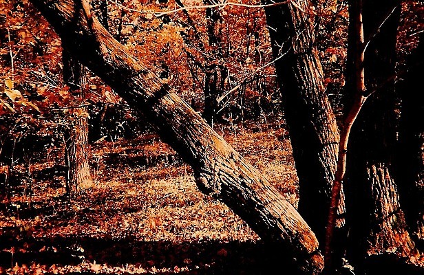 포토 JPG 해외이미지 나무 계절 지구 백그라운드 잎 오렌지 자연 사람없음 야외 목재 빨간색 컬러풀 갈색 환경 가을 나뭇가지 시골 황무지 보호 숲 내추럴 해외202004 해외포토 식물 컬러 컨셉 과일 재료 생태계 파일형식 이미지허브