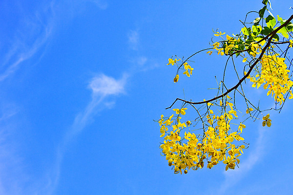 포토 JPG 해외이미지 나무 식물 구름 계절 공원 꽃잎 꽃 백그라운드 꽃무늬 태국 벽지 하늘 표면 사람없음 장식 여름 파란색 컬러풀 노란색 새싹 정원 봄 벚꽃 나뭇가지 개화 황금 묘사 원예 질감 꼬투리 샤워실 전국 해외202004 해외포토 자연요소 공공시설 아시아 컬러 무늬 취미 샤워시설 파일형식 이미지허브