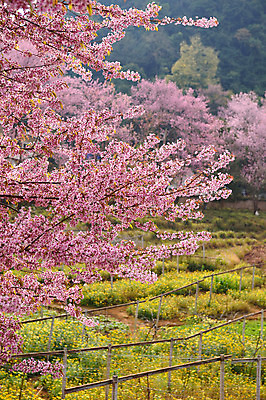포토 JPG 해외이미지 나무 식물 계절 꽃잎 꽃 아시아 도로 분홍색 백그라운드 겨울 패턴 태국 자연 하늘 풍경 사람없음 야외 목재 장식 파란색 컬러풀 일본 봄 벚꽃 나뭇가지 사찰 개화 체리 장면 방법 히말라야 해외202004 해외포토 나라 길 컬러 무늬 과일 재료 종교건축 교통시설 생태계 파일형식 산맥 이미지허브