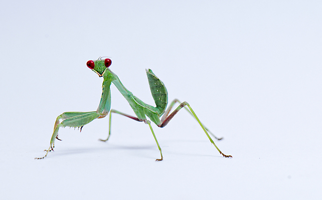 포토 JPG 해외이미지 남자 유럽 섬 곤충 백그라운드 자연 사람없음 빨간색 초록색 흰색 기도 지중해 고립 혼자 해외202004 해외포토 사이프러스공화국 동물 나라 바다 컬러 사람 생태계 파일형식 이미지허브