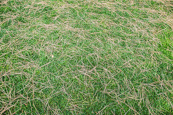 포토 JPG 해외이미지 식물 백그라운드 밭 자연 벽지 아침 바닥 풍경 잔디 사람없음 야외 초록색 여름 빛 컬러풀 햇빛 태양 농장 평화 환경 정원 화목 봄 활발 성장 시골 자르기 속도 질감 방목장 블러 생태학 해외202004 해외포토 주간 자연요소 계절 교육 컬러 컨셉 농업 모션 생태계 파일형식 이미지허브