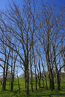 포토 JPG 해외이미지 나무 전통 공원 지구 여행 잎 자연 휴가 휴식 풍경 사람없음 야외 목재 초록색 여름 파란색 빛 농장 환경 맑음 침묵 봄 덮개 가을 시골 신선 고독 숲 큼 그늘 땅 장면 천국 대출 삼림지대 완전 해외202004 해외포토 식물 계절 공공시설 감정 컬러 컨셉 농업 재료 날씨 금융 소리 뚜껑 크기 생태계 파일형식 이미지허브