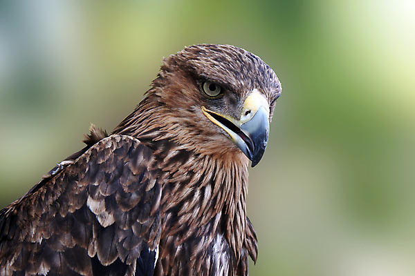 포토 JPG 해외이미지 나무 동물 응시 자연 조류 풍경 사람없음 초록색 갈색 머리 외침 황금 숲 깃털 부리 독수리 육식동물 내추럴 동물상 해외202004 해외포토 식물 시선 컬러 신체부위 조형물 소리 생태계 파일형식 이미지허브