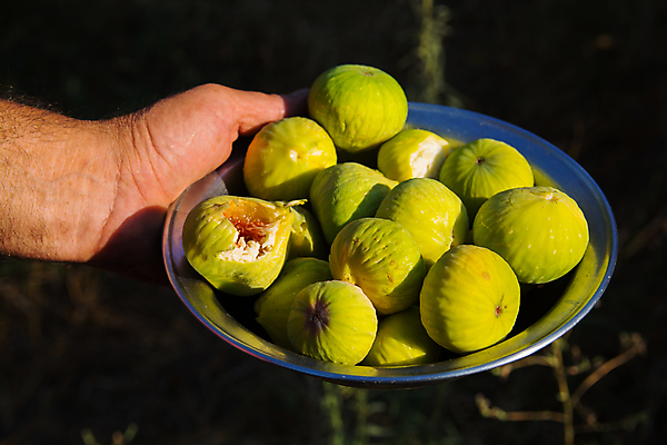 포토 JPG 해외이미지 접시 손 농업 과일 손가락 디저트 건강 사람없음 노란색 성장 신선 못 사발 유기농 칠면조 무화과 유지 내추럴 이국적 채식주의자 해외202004 해외포토 식기 웰빙 산업 음식 컬러 조류 신체부위 공구 사기그릇 채식 파일형식 이미지허브