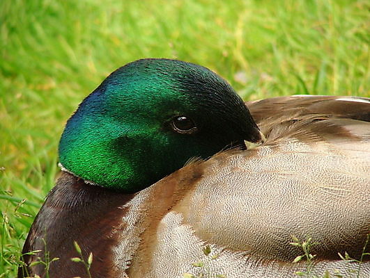 포토 JPG 해외이미지 남자 야생동물 자연 조류 생물 오리 사람없음 초록색 빛 컬러풀 갈색 젖음 물방울 시원함 청둥오리 해외202004 해외포토 동물 컬러 사람 생태계 파일형식 이미지허브