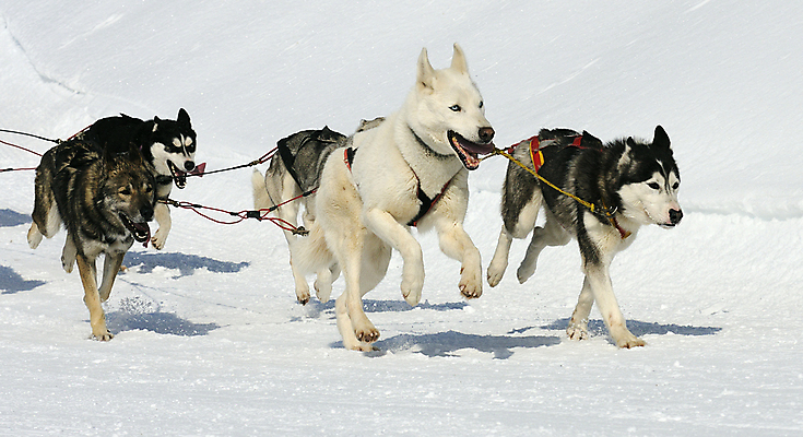 포토 JPG 해외이미지 음악 스포츠 산 사람없음 추위 개 정상 북극 북쪽 대회 알래스카 송곳니 기르기 해외202004 해외포토 포유류 문화예술 미국 치아 극지방 방향 돌봄 파일형식 이미지허브