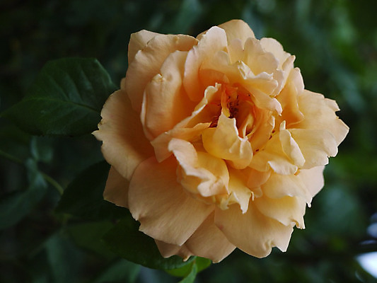 포토 JPG 해외이미지 식물 꽃잎 꽃 꽃다발 백그라운드 꽃무늬 사람없음 장식 초록색 빛 장미 노란색 봄 벚꽃 나뭇가지 신선 꽃집 냄새 부드러움 창백 해외202004 해외포토 나무 계절 컬러 무늬 상점 감각 파일형식 이미지허브