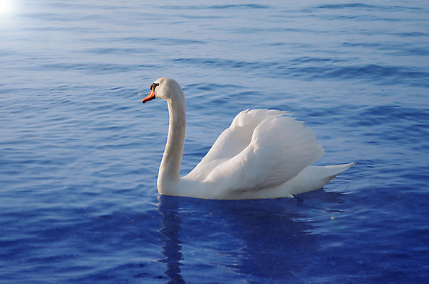 포토 JPG 해외이미지 계절 호수 물결 모래 파도 바다 여행 자연 조류 아침 날씨 추상 휴가 휴식 풍경 사람없음 야외 물 파란색 빛 컬러풀 햇빛 반사 일출 침묵 고요 일몰 안개 흰색 우아함 순수 백조 천국 수평선 해외202004 해외포토 주간 자연요소 동물 컬러 컨셉 무늬 태양 노을 소리 생태계 파일형식 이미지허브