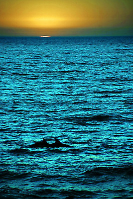 포토 JPG 해외이미지 동물 행복 아들 야생동물 바다 포유류 놀이 하늘 생물 미소 사람없음 초록색 물 파란색 반사 점프 수영 힘 기쁨 광선 게임 시간 떨어짐 돌고래 쇼 태평양 수영선수 대야 지능 해외202004 해외포토 자연요소 감정 컬러 컨셉 가족 모션 운동선수 표정 수중동물 수상스포츠 파일형식 이미지허브