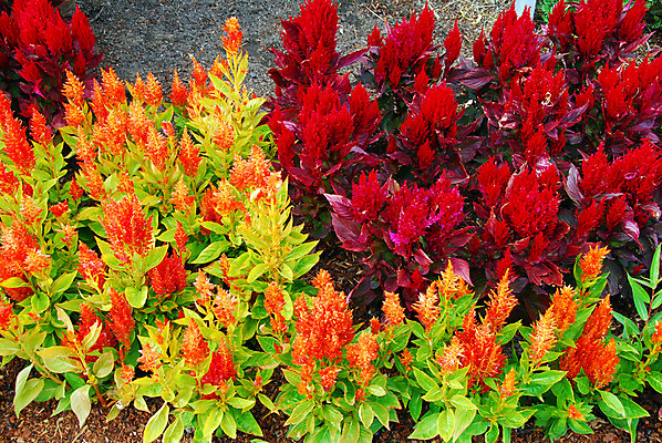 포토 JPG 해외이미지 식물 계절 꽃잎 꽃 백그라운드 꽃무늬 자연 종류 사람없음 장식 컬러풀 정원 여러개 봄 벚꽃 개화 그늘 원예 조경 고립 해외202004 해외포토 컬러 다수 무늬 취미 생태계 파일형식 이미지허브