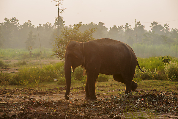 포토 JPG 해외이미지 동물 공원 야생동물 포유류 아프리카 자연 엄마 코끼리 그림자 풍경 사람없음 야외 걷기 환경 힘 아기 황무지 작음 큼 사파리 싱글 귀 케냐 내추럴 전국 해외202004 해외포토 공공시설 나라 가족 모션 사람 신체부위 크기 생태계 파일형식 이미지허브