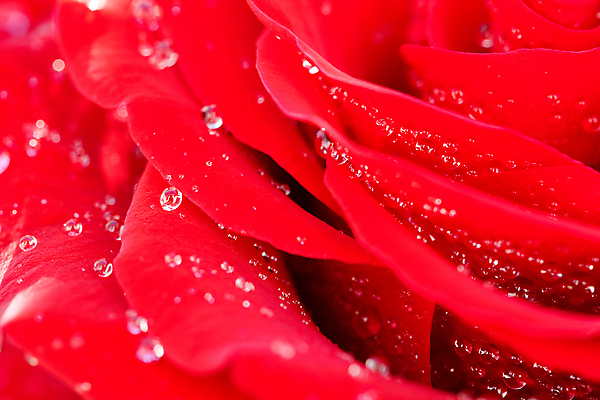 포토 JPG 해외이미지 식물 계절 꽃잎 꽃 백그라운드 자연 프레임 사랑 사람없음 가로 빨간색 세로 물 장미 머리 우주 활발 젖음 흰색 침대 신선 떨어짐 이슬 큼 빗방울 배열 가득함 심볼 오브젝트 싱글 각도 해외202004 해외포토 자연요소 감정 컬러 가구 컨셉 신체부위 비_날씨 크기 생태계 파일형식 이미지허브