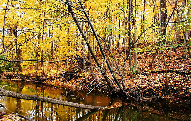 포토 JPG 해외이미지 나무 계절 잎 자연 새로움 사람없음 초록색 컬러풀 노란색 성장 가을 나뭇가지 시간 언덕 리빙 생존 해외202004 해외포토 식물 컬러 컨셉 생태계 파일형식 이미지허브