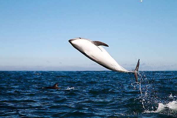 포토 JPG 해외이미지 동물 바다 사람없음 파란색 점프 돌고래 뉴질랜드 해외202004 해외포토 컬러 포유류 모션 수중동물 오세아니아 파일형식 이미지허브