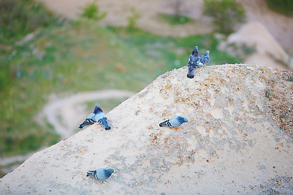 포토 JPG 해외이미지 주간 동물 컨셉 자연 조류 사람없음 가로 파란색 햇빛 자유 바위 비둘기 내추럴 취급주의 해외202004 해외포토 자연요소 컬러 경고 태양 돌_바위 생태계 파일형식 이미지허브