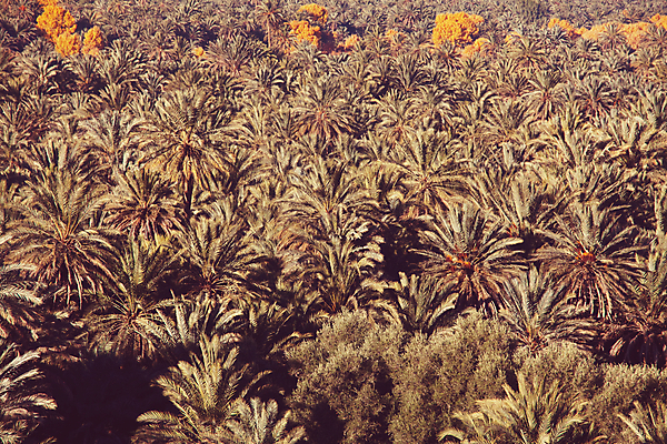 포토 JPG 해외이미지 나무 식물 잎 밭 농업 부분 자연 열대 산 멕시코 안테나 손바닥 풍경 사람없음 야외 초록색 여름 농작물 농장 환경 계곡 시골 큼 내추럴 밭일 세련 해외202004 해외포토 손 계절 산업 컬러 북아메리카 통신 크기 생태계 파일형식 이미지허브