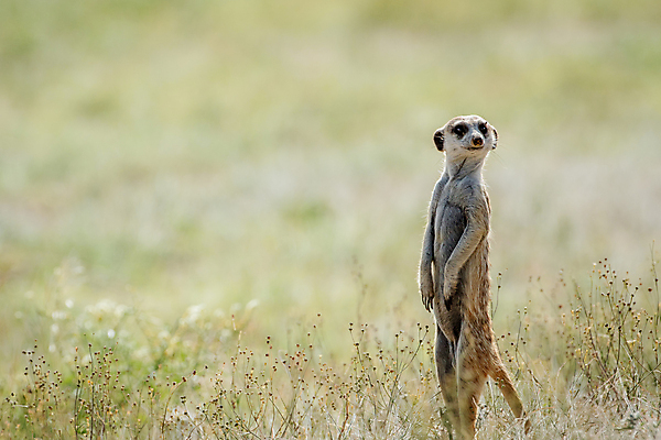 포토 JPG 해외이미지 동물 응시 야생동물 여행 포유류 아프리카 자연 털 동물원 서기 경비 사람없음 야외 사막 황무지 보호 위험 사파리 호기심 내추럴 경보 남아프리카 미어캣 생태학 칼라하리 해외202004 해외포토 시선 교육 감정 나라 컨셉 모션 안전 생태계 파일형식 이미지허브