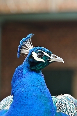 포토 JPG 해외이미지 1 남자 야생동물 패턴 자연 조류 사람없음 파란색 컬러풀 머리 활발 우아함 닫기 공작 깃털 웅장함 해외202004 해외포토 동물 컬러 컨셉 무늬 모션 사람 신체부위 생태계 파일형식 이미지허브