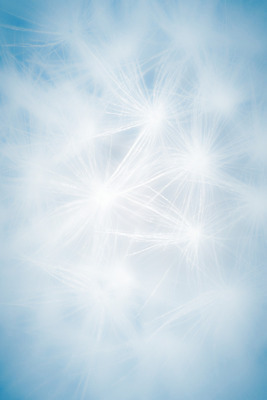 포토 JPG 해외이미지 식물 꽃 백그라운드 꽃무늬 자연 추상 씨앗 사람없음 여름 파란색 사진촬영 봄 흰색 닫기 민들레 묘사 부드러움 솜털 해외202004 해외포토 계절 컬러 무늬 모션 촬영 감각 생태계 파일형식 이미지허브