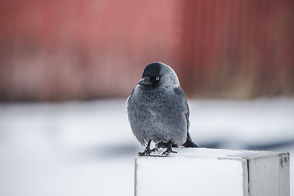 포토 JPG 해외이미지 동물 1 응시 유럽 야생동물 백그라운드 겨울 가족 자연 조류 노르웨이 풍경 사람없음 야외 검은색 회색 흰색 관찰 우아함 깃털 생태계 생물학 부리 서식지 까마귀 고립 동물상 땅바닥 스칸디나비아 해외202004 해외포토 시선 계절 교육 나라 컬러 컨셉 관계 모션 바닥 조형물 파일형식 이미지허브