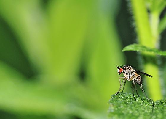 포토 JPG 해외이미지 야생동물 곤충 자연 사람없음 야외 해충 벌레 해외202004 해외포토 동물 생태계 파일형식 이미지허브