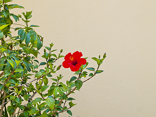 포토 JPG 해외이미지 식물 꽃잎 꽃 꽃무늬 자연 사람없음 빨간색 초록색 여름 봄 벚꽃 나뭇가지 개화 히비스커스 해외202004 해외포토 나무 계절 컬러 무늬 생태계 파일형식 이미지허브