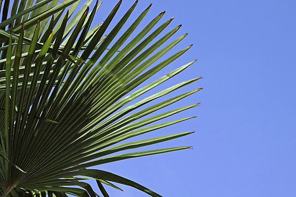 포토 JPG 해외이미지 나무 식물 잎 자연 하늘 휴가 열대 손바닥 사람없음 초록색 파란색 야자수 닫기 해외202004 해외포토 손 컬러 모션 생태계 파일형식 이미지허브