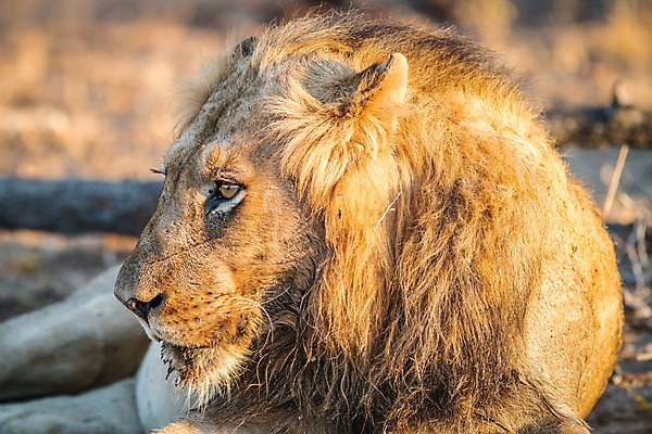 포토 JPG 해외이미지 동물 야생동물 포유류 아프리카 자연 사람없음 고양이 보호 사자 사파리 육식동물 남아프리카 해외202004 해외포토 나라 컨셉 반려동물 생태계 파일형식 이미지허브