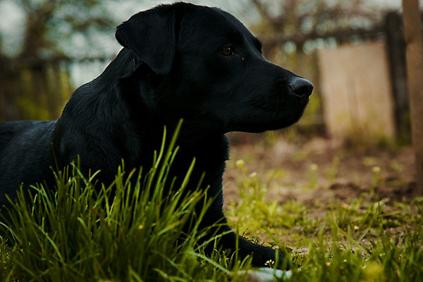 포토 JPG 해외이미지 동물 응시 행복 얼굴 새끼 백그라운드 잎 포유류 따뜻함 사람없음 야외 초록색 반려동물 머리 검은색 개 리트리버 강아지 래브라도리트리버 묘사 코 사냥개 송곳니 경보 기르기 직진 해외202004 해외포토 식물 시선 감정 컬러 신체부위 치아 돌봄 파일형식 이미지허브