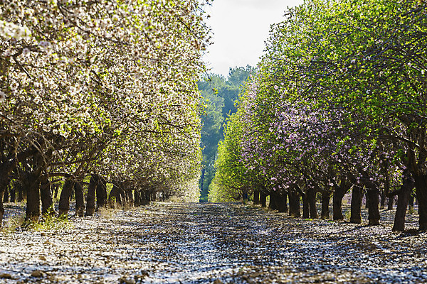 포토 JPG 해외이미지 나무 꽃잎 꽃 분홍색 백그라운드 농업 과일 자연 하늘 풍경 사람없음 초록색 파란색 햇빛 농장 정원 봄 벚꽃 나뭇가지 신선 개화 과수원 4월 가득함 복숭아 내추럴 이스라엘 줄서기 세련 해외202004 해외포토 식물 계절 산업 컬러 모션 태양 날짜 생태계 서아시아 파일형식 이미지허브