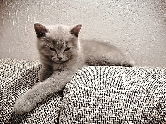 포토 JPG 해외이미지 동물 응시 행복 얼굴 포유류 가정 휴식 짧은머리 영국 주택 사랑 앉기 사람없음 파란색 반려동물 고양이 회색 표현 잡기 치아 은색 유래 집게발 해외202004 해외포토 헤어스타일 시선 감정 유럽 컬러 컨셉 모션 건물 신체부위 소화기관 파일형식 이미지허브