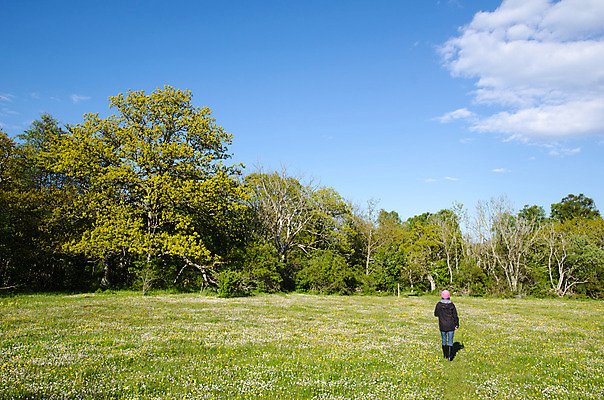 포토 JPG 해외이미지 꽃 길 밭 자연 건강 스웨덴 한명 사람 풍경 야외 초록색 여름 빛 여행객 봄 산책 활발 숲 오솔길 내추럴 해외202004 해외포토 식물 1 계절 컬러 컨셉 농업 휴식 북유럽 생태계 파일형식 이미지허브