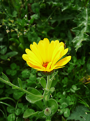 포토 JPG 해외이미지 식물 꽃잎 꽃 잎 꽃무늬 자연 사람없음 초록색 컬러풀 노란색 정원 봄 성장 시골 유기농 원예 내추럴 해외202004 해외포토 웰빙 계절 컬러 무늬 취미 생태계 파일형식 이미지허브