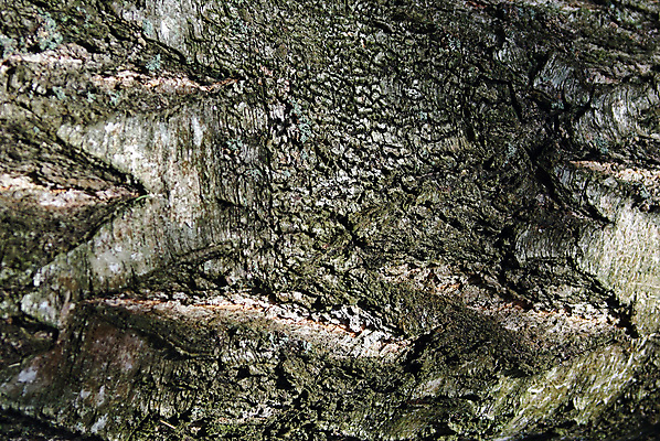 포토 JPG 해외이미지 나무 식물 디자인 벽 백그라운드 패턴 자연 표면 날씨 추상 건조 사람없음 목재 환경 골동품 시간 소나무 거친 보호 널 숲 피부 묘사 부식 질감 목공예 나무껍질 잡동사니 내추럴 외양간 그런지 수목 옛날 울퉁불퉁 노화 디테일 해외202004 해외포토 컨셉 무늬 재료 신체부위 껍질 공예 생태계 파일형식 이미지허브