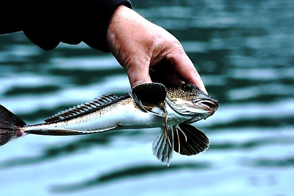 포토 JPG 해외이미지 선 바다 낚시 노르웨이 어류 사람없음 여름 해외202004 해외포토 계절 유럽 레저 수중동물 파일형식 이미지허브