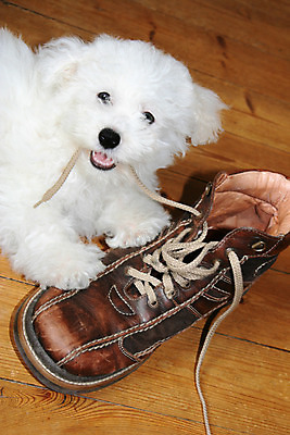 포토 JPG 해외이미지 동물 신발 컨셉 놀이 바닥 부츠 웃음 사람없음 반려동물 갈색 흰색 유머 개 강아지 가죽 혀 먹기 코믹 송곳니 파케트 해외202004 해외포토 감정 컬러 포유류 모션 표정 입 치아 파일형식 이미지허브