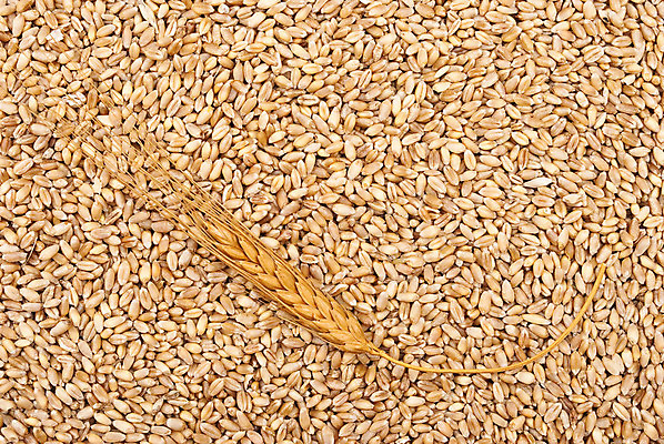 포토 JPG 해외이미지 식물 라이프스타일 음식 백그라운드 밭 농업 과일 자연 건강 옥수수 씨앗 사람없음 정원 빵집 수확 신선 상품 낟알 시리얼 밀 굽기 먹기 묘사 질감 내추럴 호밀 해외202004 해외포토 산업 모션 곡류 생활 상점 구이 생태계 파일형식 이미지허브