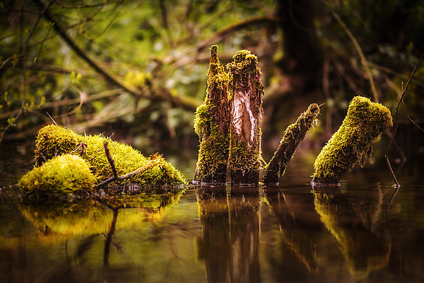 포토 JPG 해외이미지 나무 식물 계절 공원 호수 잎 자연 휴식 풍경 잔디 사람없음 야외 목재 장식 초록색 물 강 반사 평화 우주 정원 침묵 봄 가을 바위 나뭇가지 시골 연못 개울 숲 장면 서식지 내추럴 삼림지대 해외202004 해외포토 자연요소 공공시설 컬러 컨셉 재료 소리 돌_바위 생태계 파일형식 이미지허브