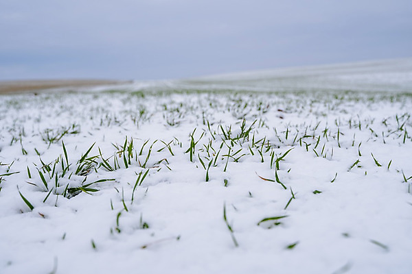 포토 JPG 해외이미지 식물 계절 백그라운드 잎 겨울 밭 농업 자연 건강 풍경 잔디 사람없음 초록색 농작물 햇빛 농장 새싹 환경 정원 봄 추위 성장 가을 흰색 시골 신선 시리얼 밀 유기농 서리 내추럴 밭일 해외202004 해외포토 웰빙 산업 음식 컬러 곡류 태양 생태계 파일형식 이미지허브