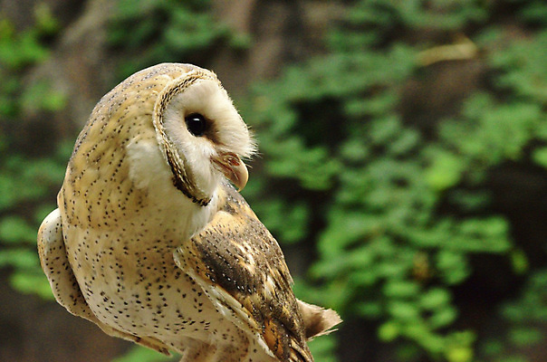 포토 JPG 해외이미지 동물 야생동물 날개 청소년 자연 조류 생물 서기 사람없음 노란색 머리 심볼 깃털 사냥 부리 날카로움 육식동물 부엉이 사냥꾼 노려봄 내추럴 발톱 포식 해외202004 해외포토 직업 컬러 모션 발 표정 사람 신체부위 생태계 파일형식 이미지허브